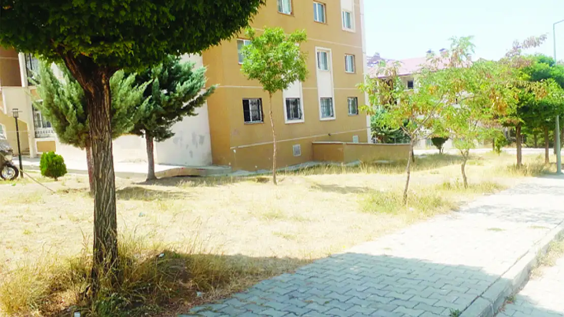 Bostaniçi TOKİ'de ağaçlar kuruyor
