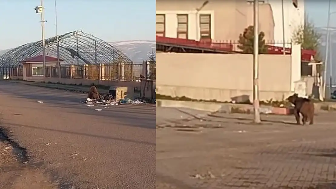 Bozayı mahalleye indi