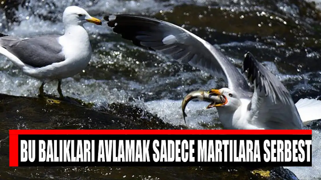 Bu balıkları avlamak sadece martılara serbest