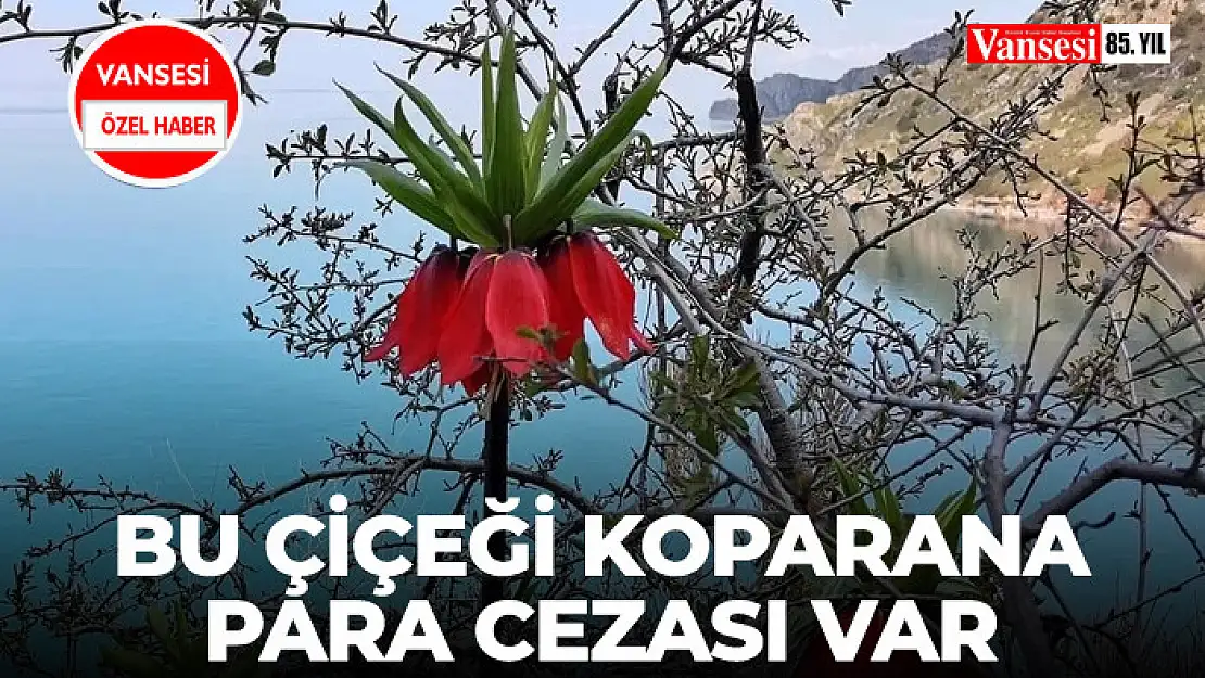 Bu çiçeği koparana para cezası var