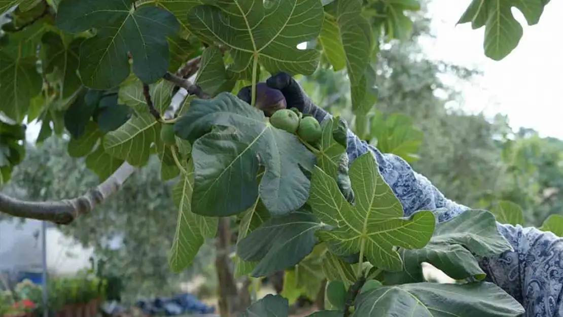 Bu yıl siyah incir yüzde 15 arttı