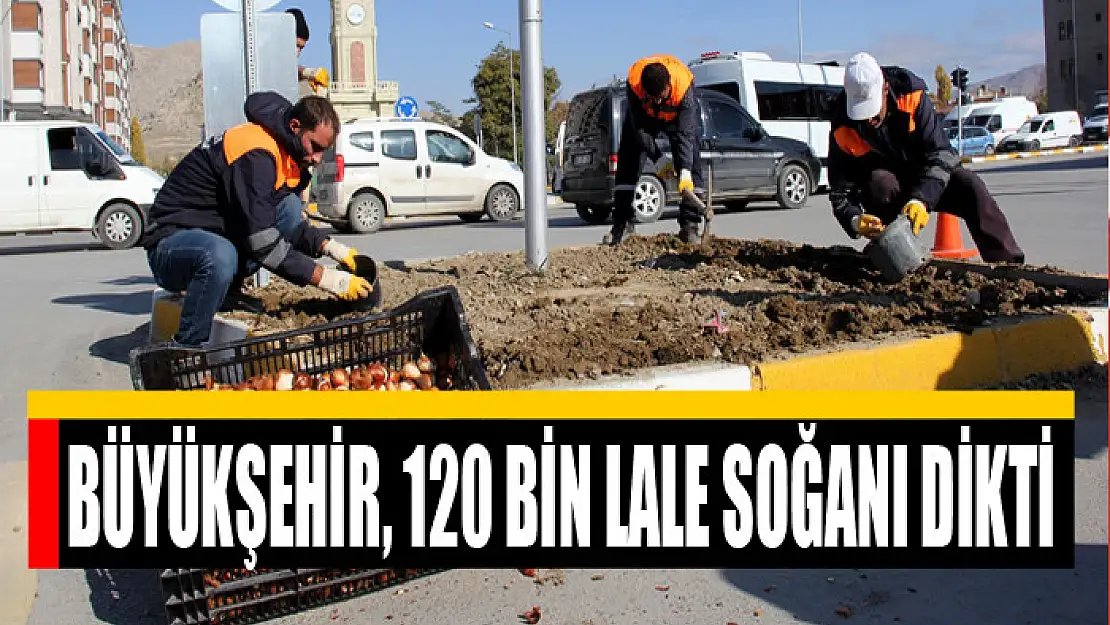 BÜYÜKŞEHİR, 120 BİN LALE SOĞANI DİKTİ