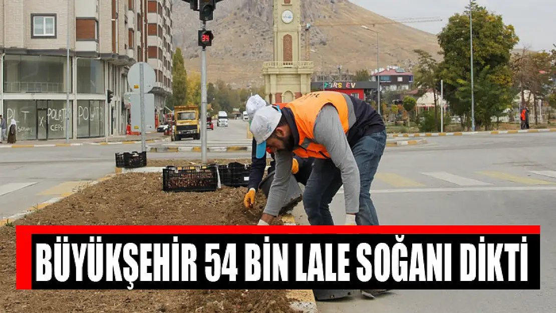 Büyükşehir 54 bin lale soğanı dikti