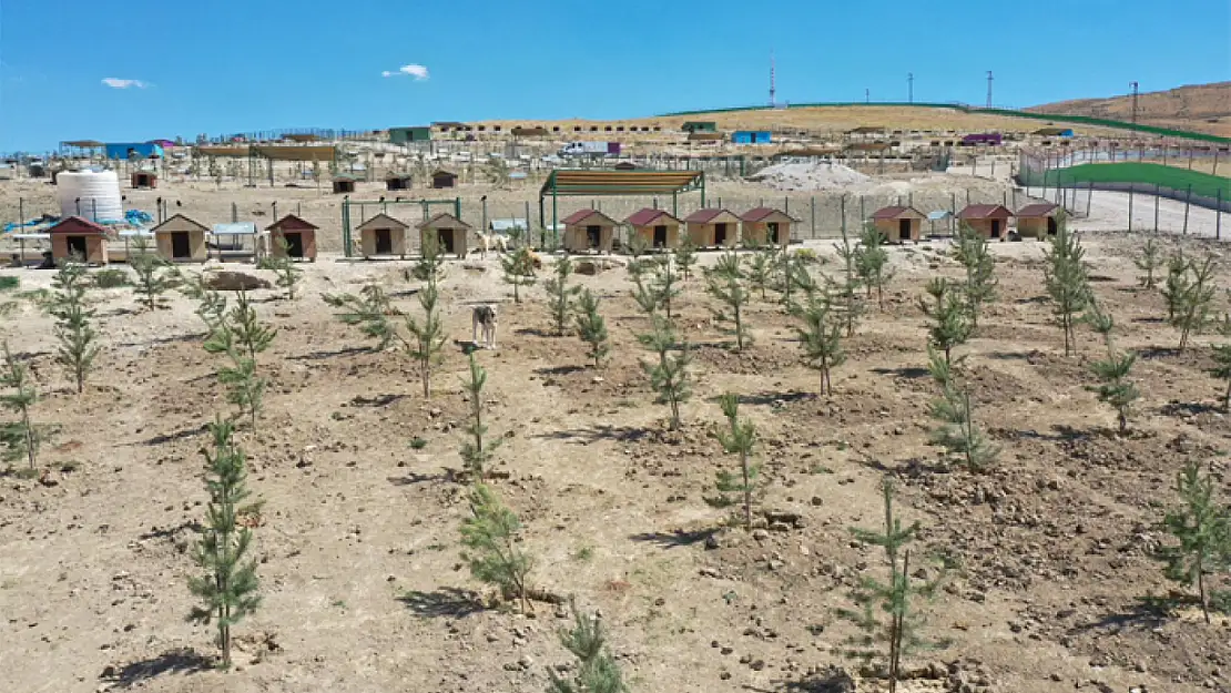 Büyükşehir'den ağaçlandırma çalışması