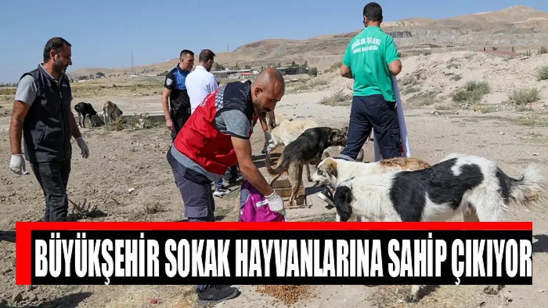 Büyükşehir sokak hayvanlarına sahip çıkıyor