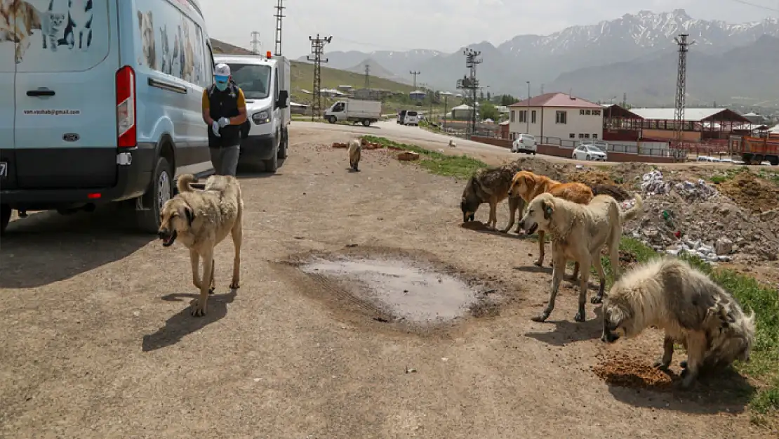 Büyükşehir sokak hayvanlarını unutmadı