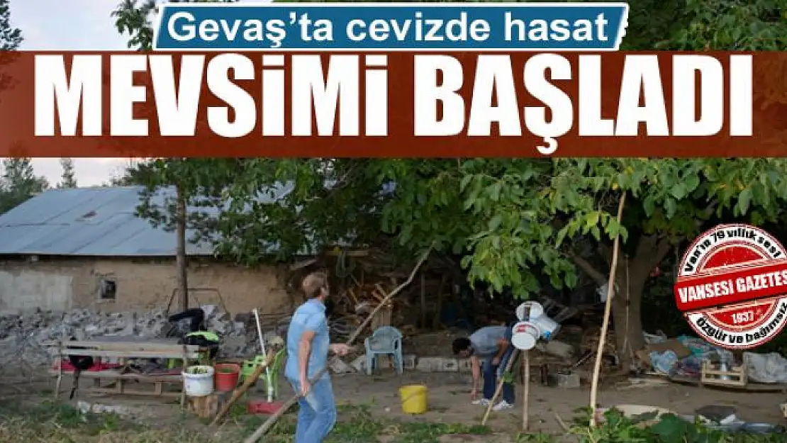 Gevaş'ta cevizde hasat mevsimi başladı