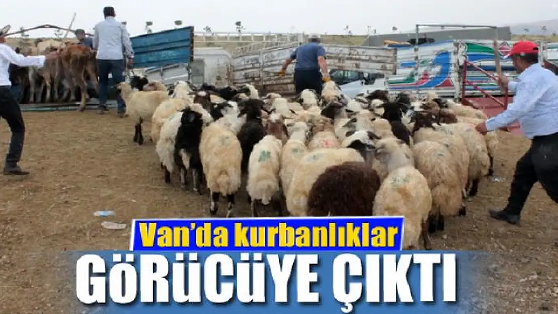 Van'da kurbanlıklar görücüye çıktı