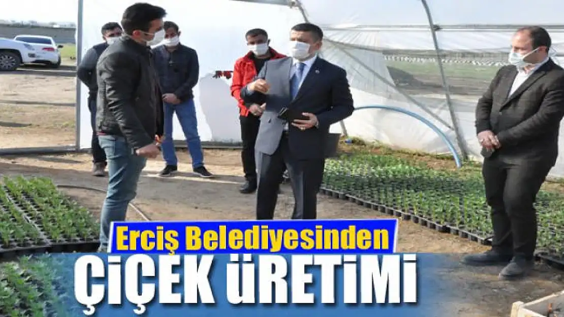 Erciş Belediyesinden çiçek üretimi