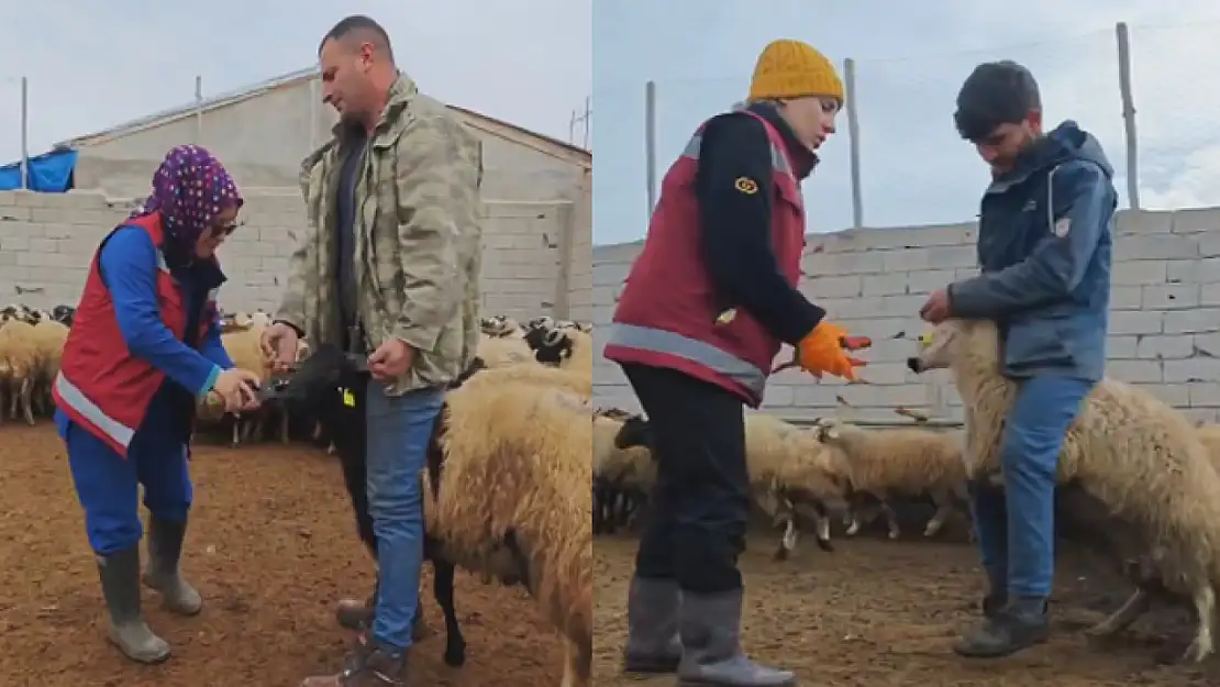 Çaldıran'da hayvan hastalıklarıyla mücadele devam ediyor