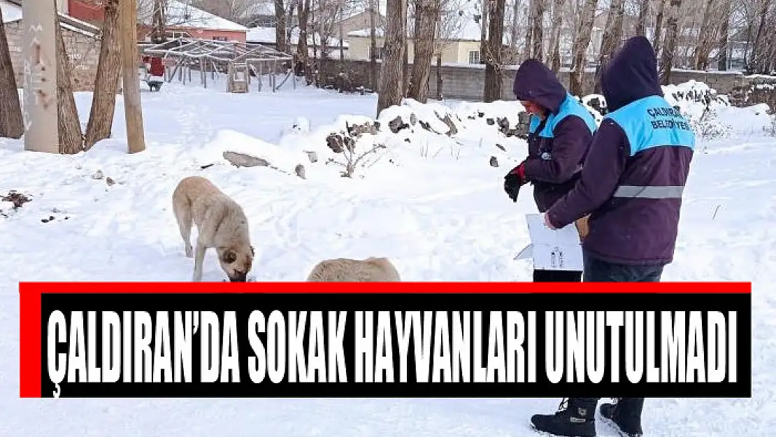 Çaldıran'da sokak hayvanları unutulmadı