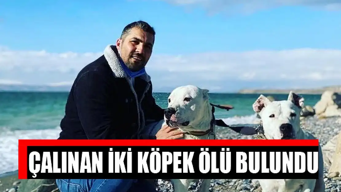 Çalınan iki köpek ölü bulundu