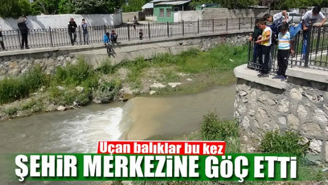 Uçan balıklar bu kez şehir merkezine göç etti