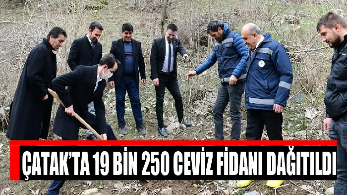 Çatak'ta 19 bin 250 ceviz fidanı dağıtıldı