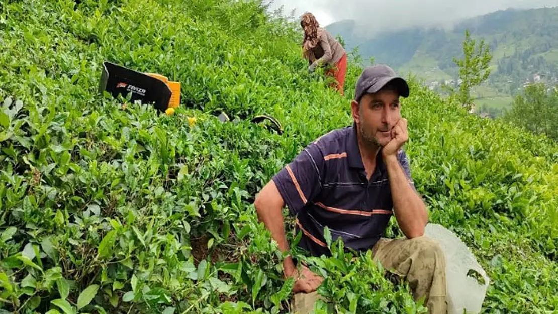 ÇAYKUR günlük çay alım kontenjanını bu kez de 20 kilograma düşürdü