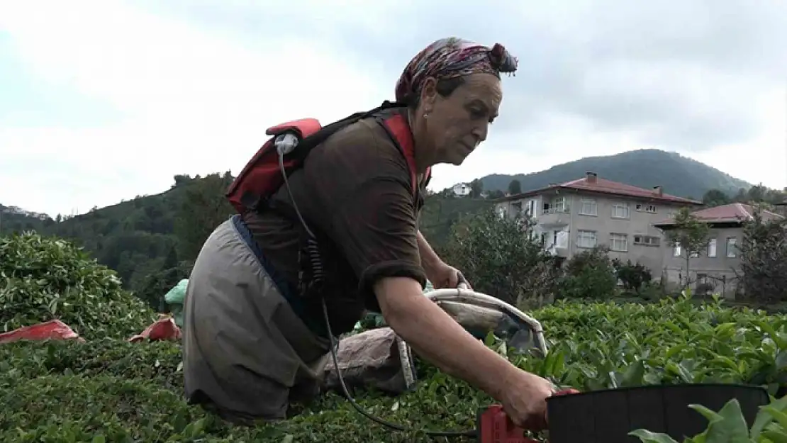 ÇAYKUR'un randevulu çay alım sistemine geçmesi üreticiyi sevindirdi