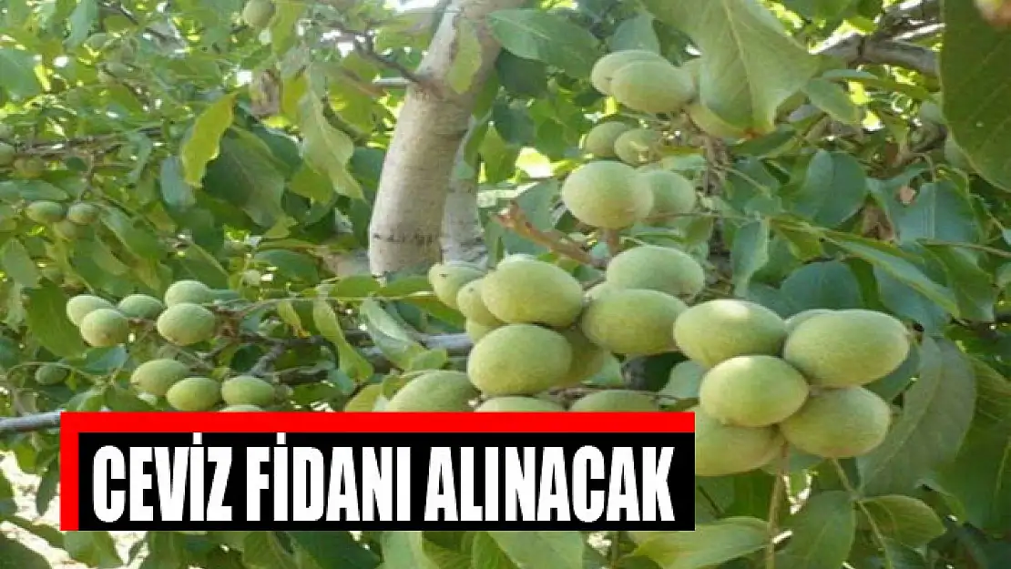 Ceviz fidanı alınacak