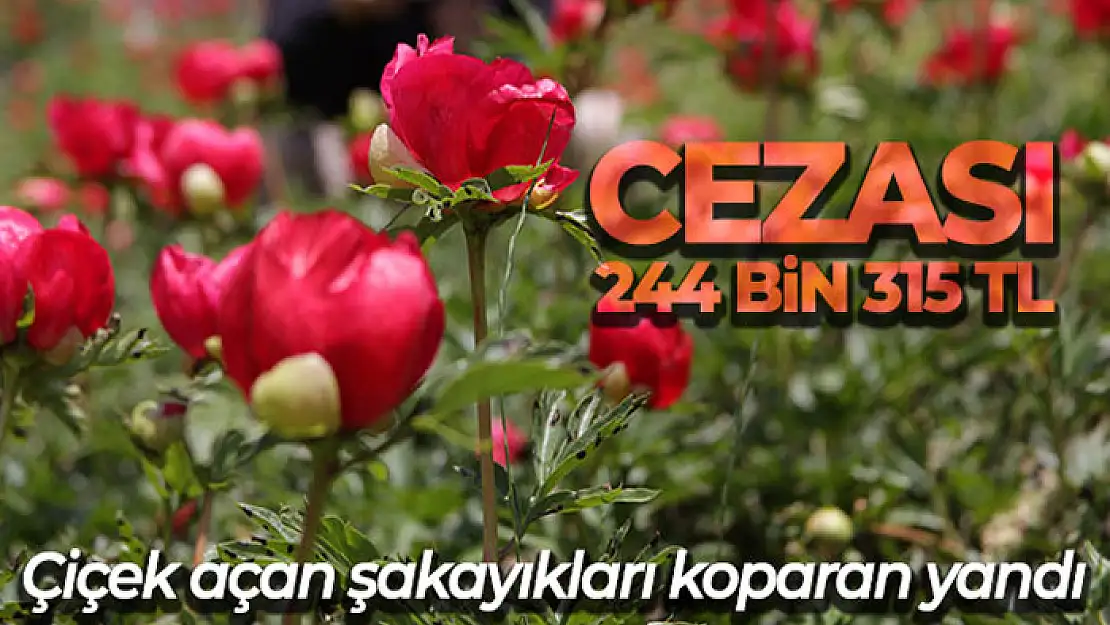 Çiçek açan şakayıkları koparan yandı: Cezası 244 bin 315 TL