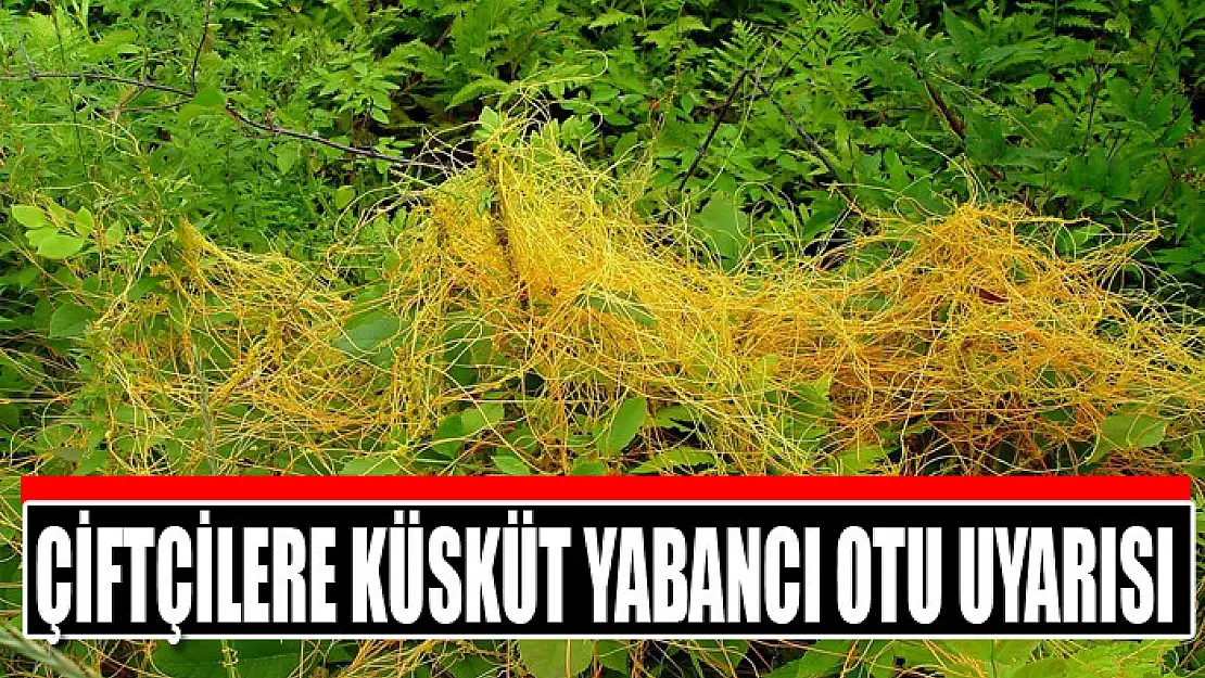 Çiftçilere küsküt yabancı otu uyarısı