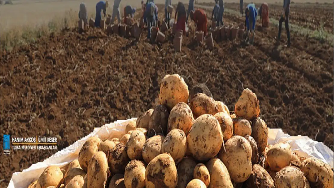 Çiftçilere ücretsiz patates tohumu desteği