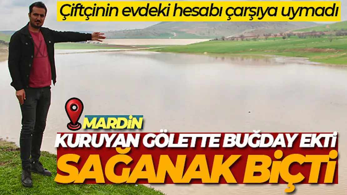 Çiftçinin evdeki hesabı çarşıya uymadı: Kuruyan gölette buğday ekti, sağanak biçti