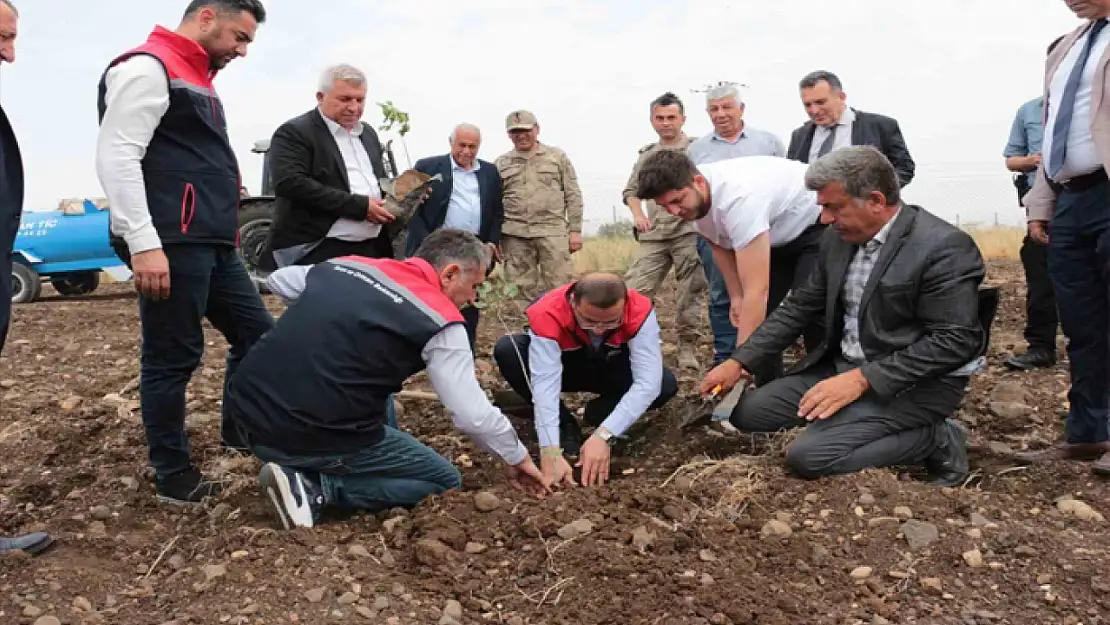 Şırnak'ta çiftçilere fidan dağıtıldı