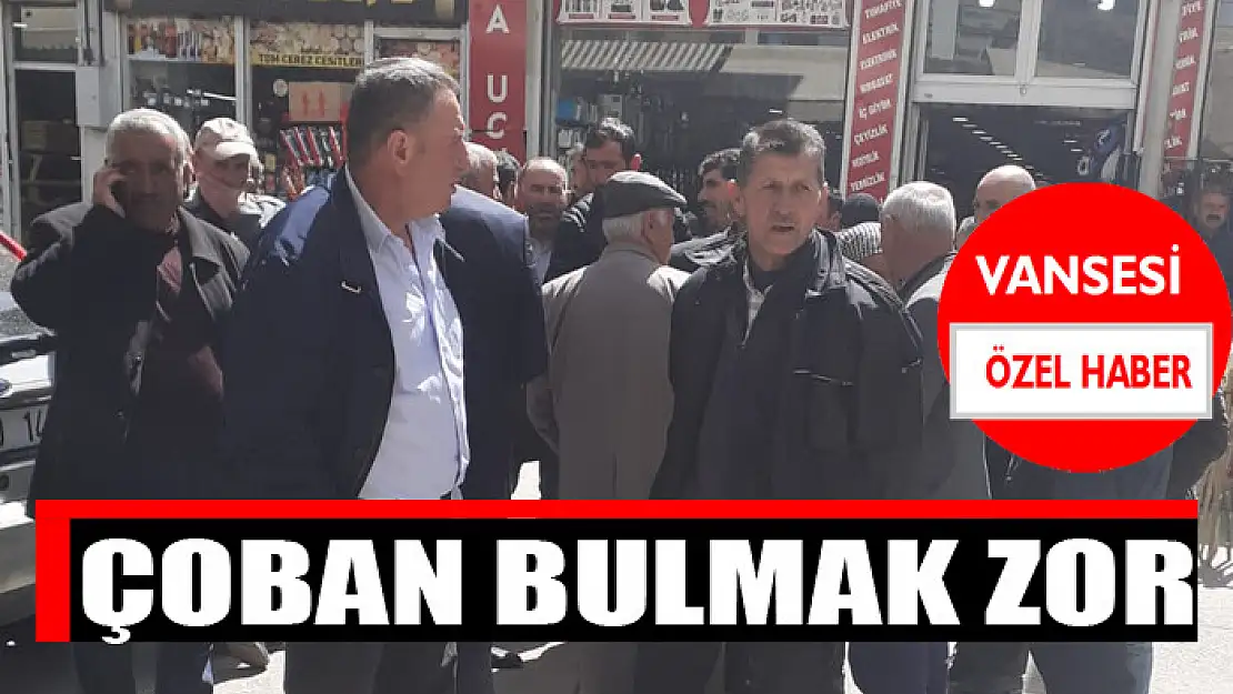 Çoban bulmak zor