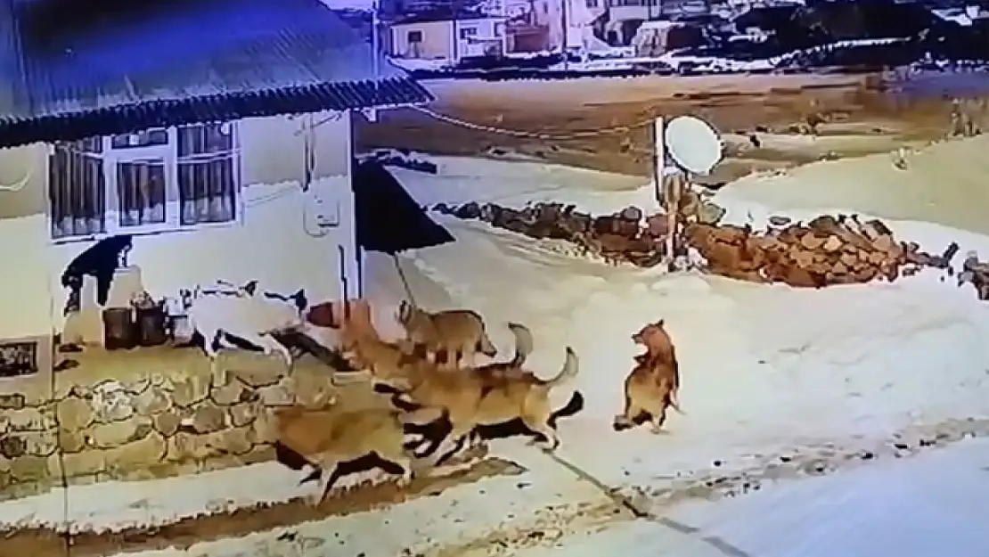 Çoban köpeğinin, kurt sürüsüyle mücadelesi