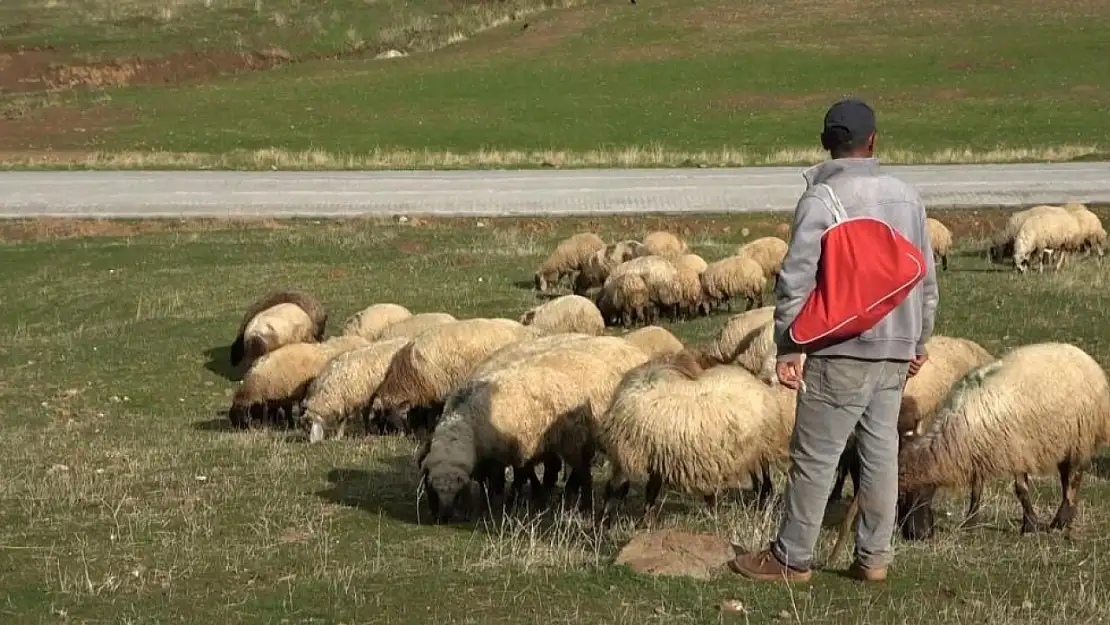 Çobanlar sigortalı olacak!