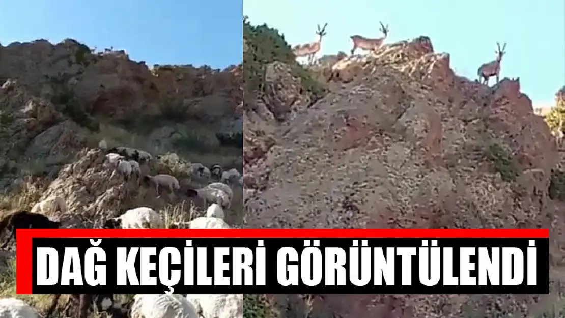 Dağ keçileri görüntülendi