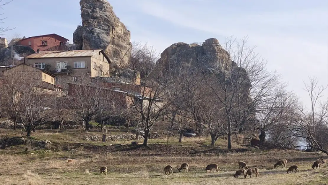 Dağ keçileri ilçe merkezine yerleşti