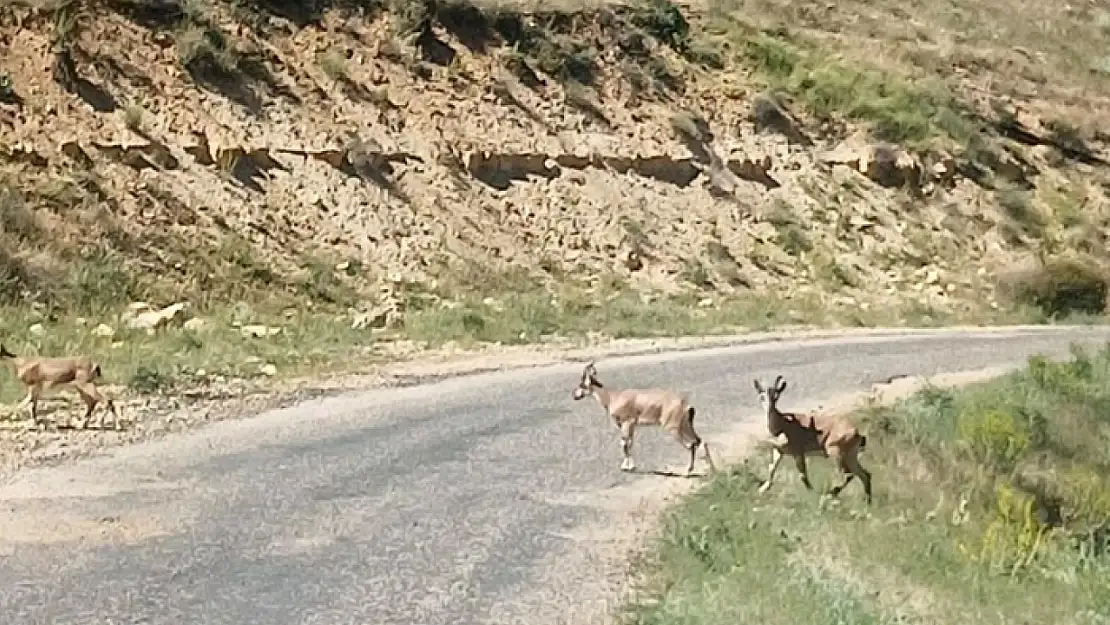 Dağ keçileri yola indi