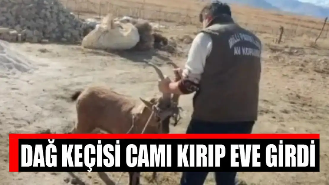 Dağ keçisi camı kırıp eve girdi