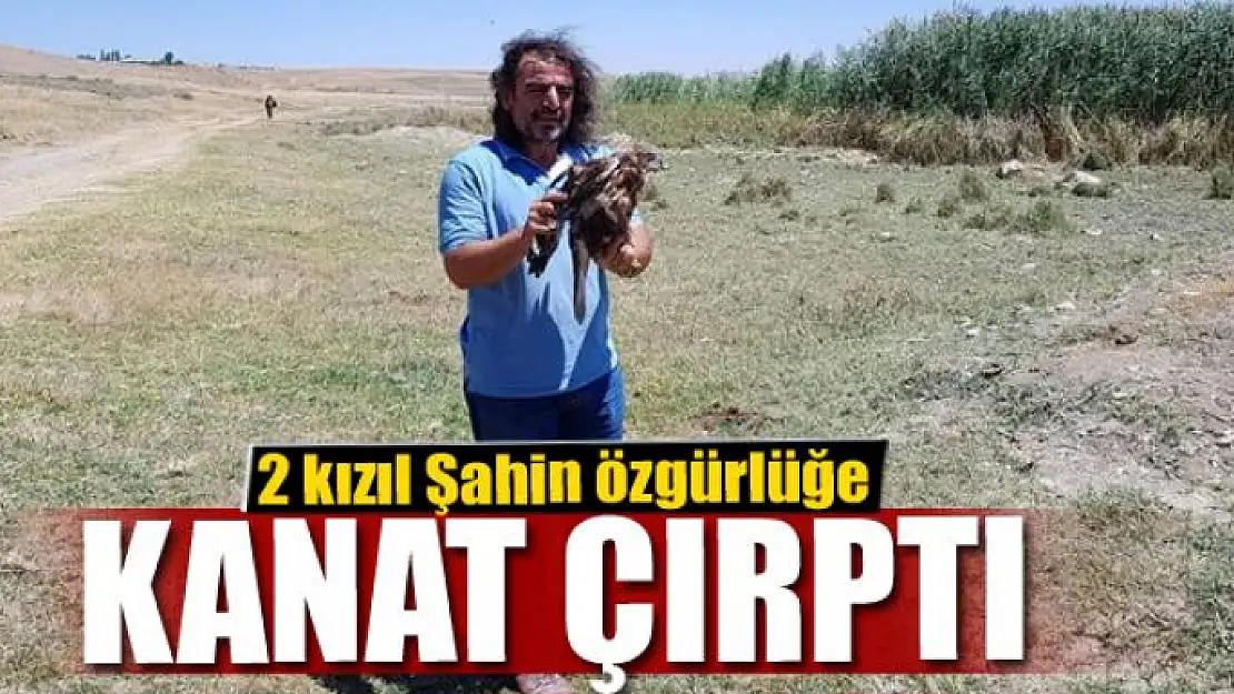 Tedavileri tamamlanan 2 kızıl Şahin özgürlüğe kanat çırptı