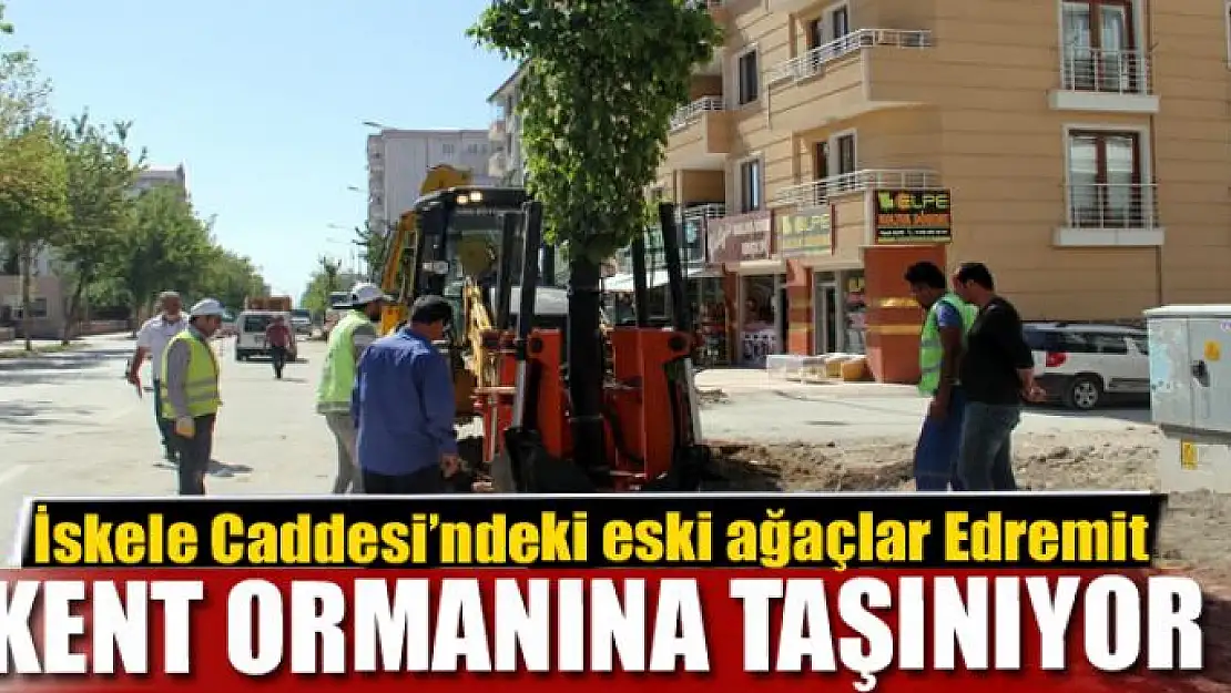 İskele Caddesi'ndeki eski ağaçlar Edremit Kent Ormanına taşınıyor