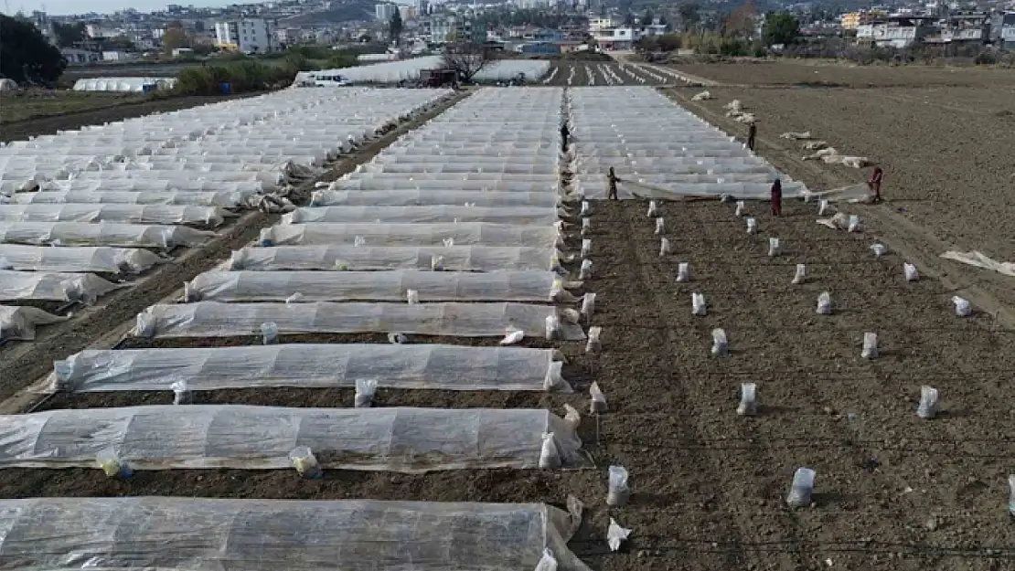 Depremzede çiftçi kışın da üretime devam etmek için tarlasına sera kuruyor