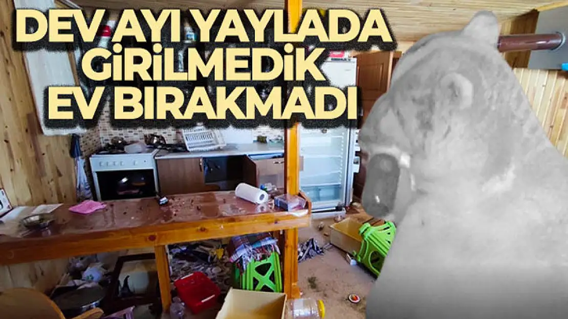 Dev ayı 4 aydır yaylada girilmedik ev bırakmadı