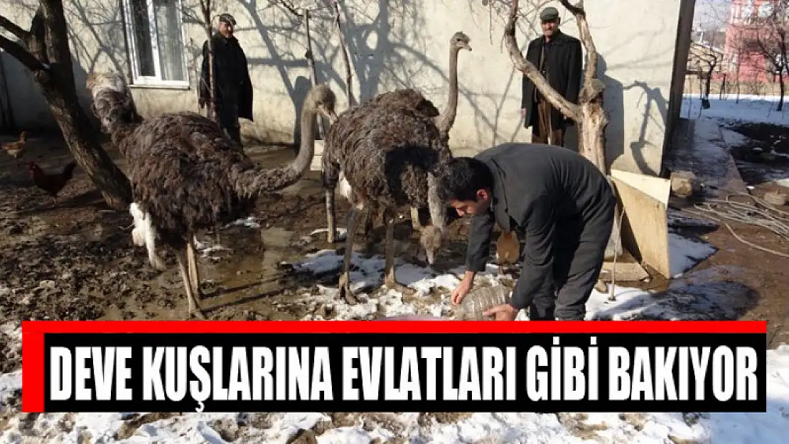 Deve kuşlarına evlatları gibi bakıyor