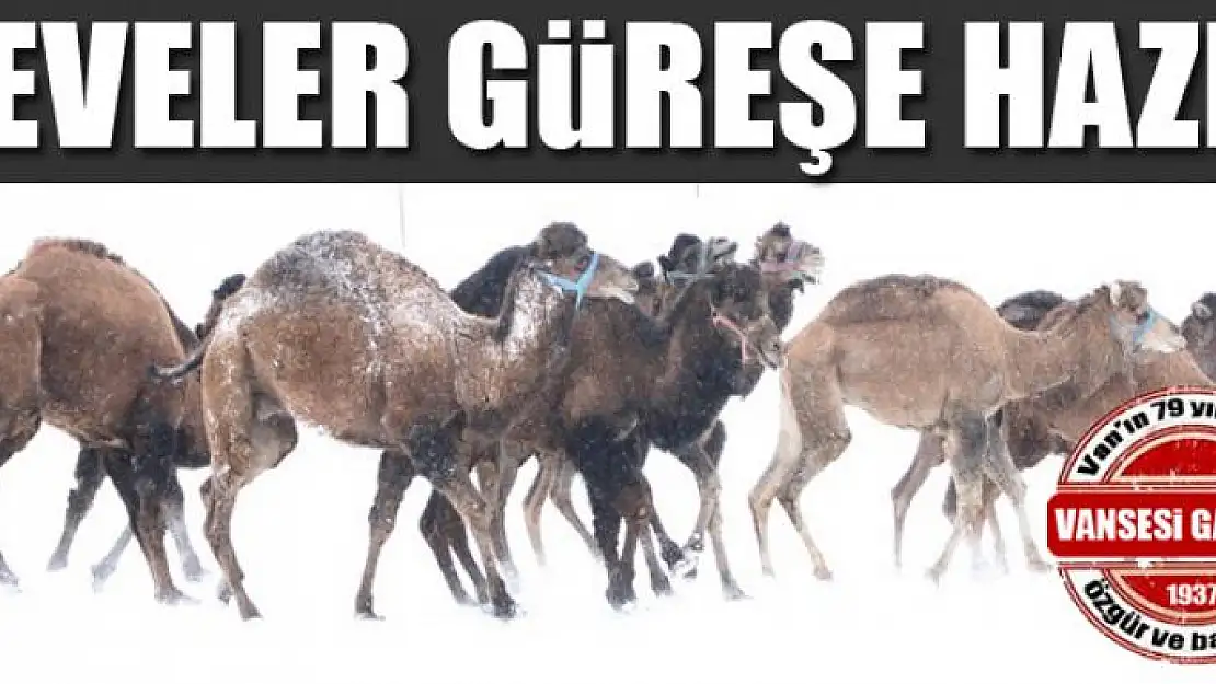 Develer güreşe hazır