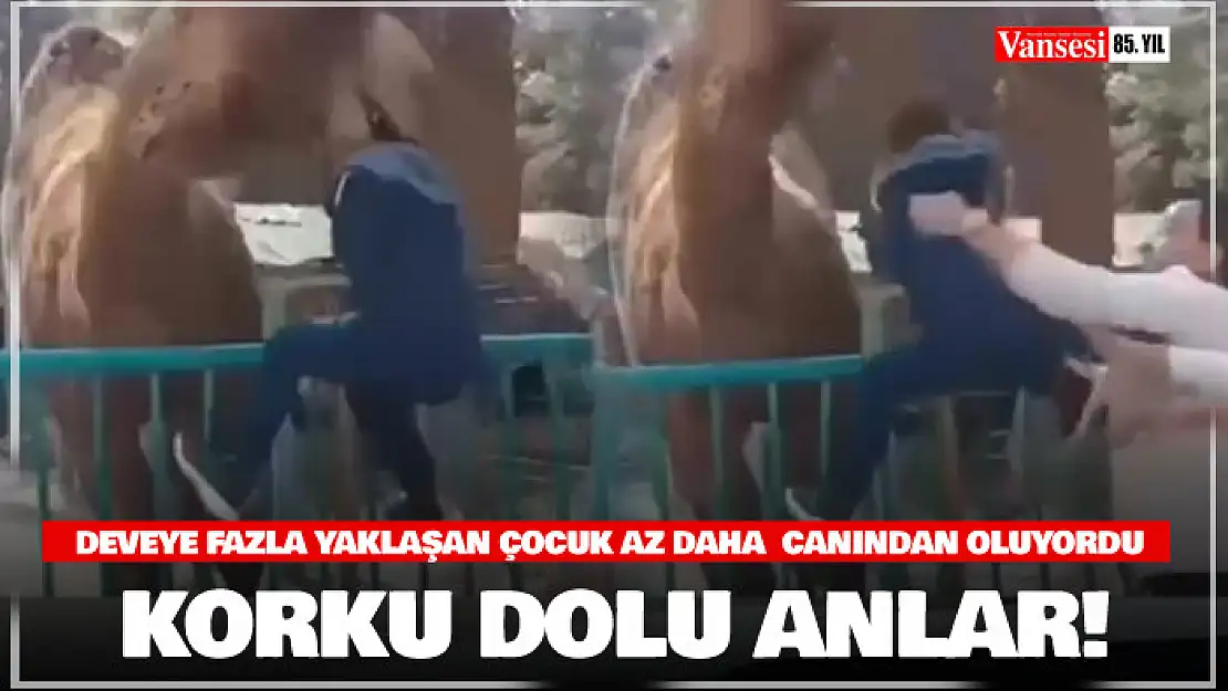 Deveye fazla yaklaşan çocuk az daha canından oluyordu