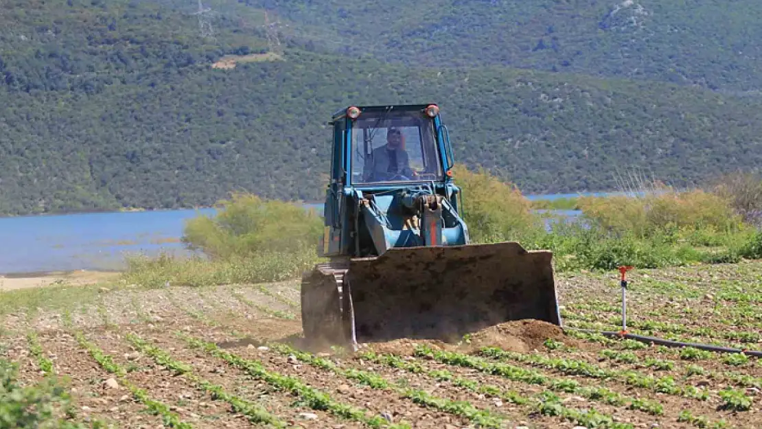 Devlet çiftçiye 'ekin' diyor, DSİ ekili alanları düzlüyor