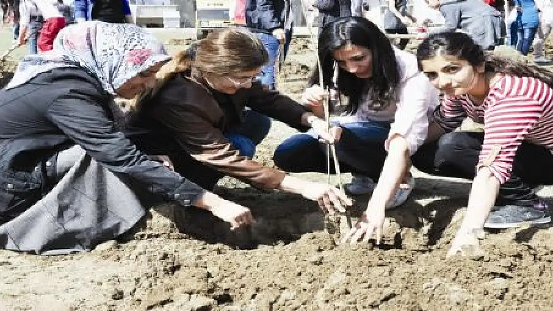 Boş alanlara yüzlerce fidan dikildi