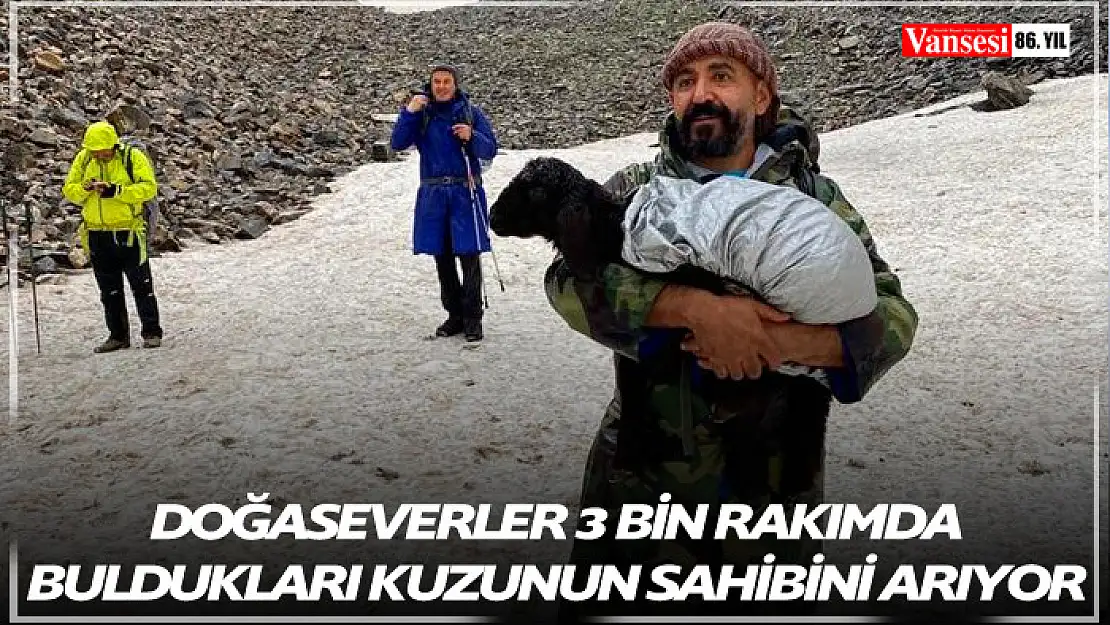 Doğaseverler 3 bin rakımda buldukları kuzunun sahibini arıyor