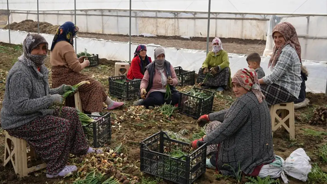 Doğu illeri karla mücadele ederken Iğdır'da seralarda üretim yapılıyor