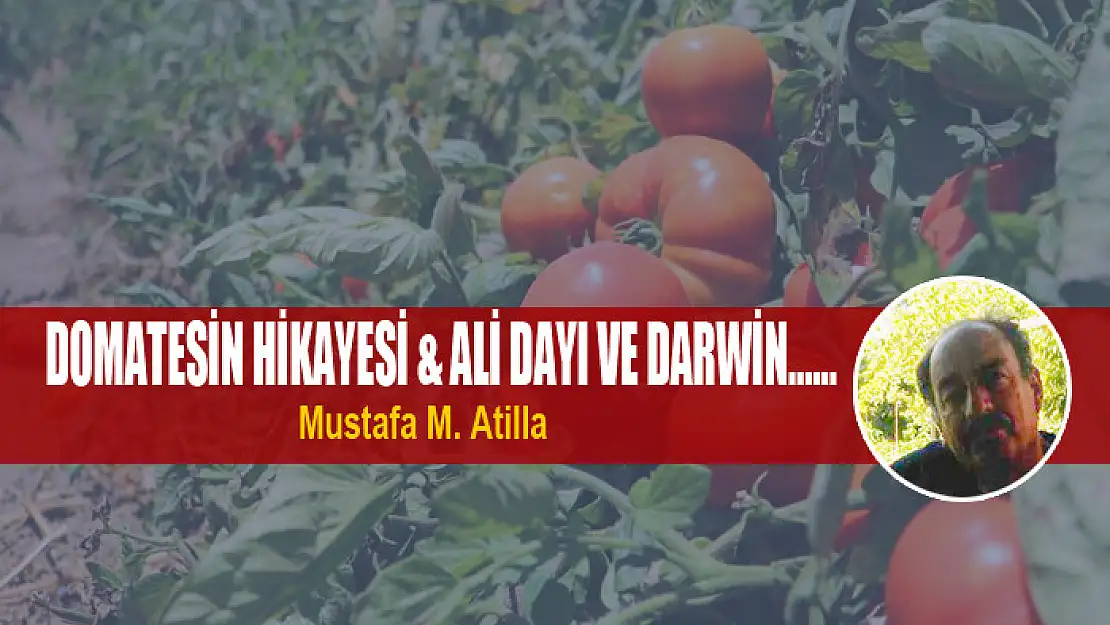 DOMATESİN HİKAYESİ & ALİ DAYI VE DARWİN……