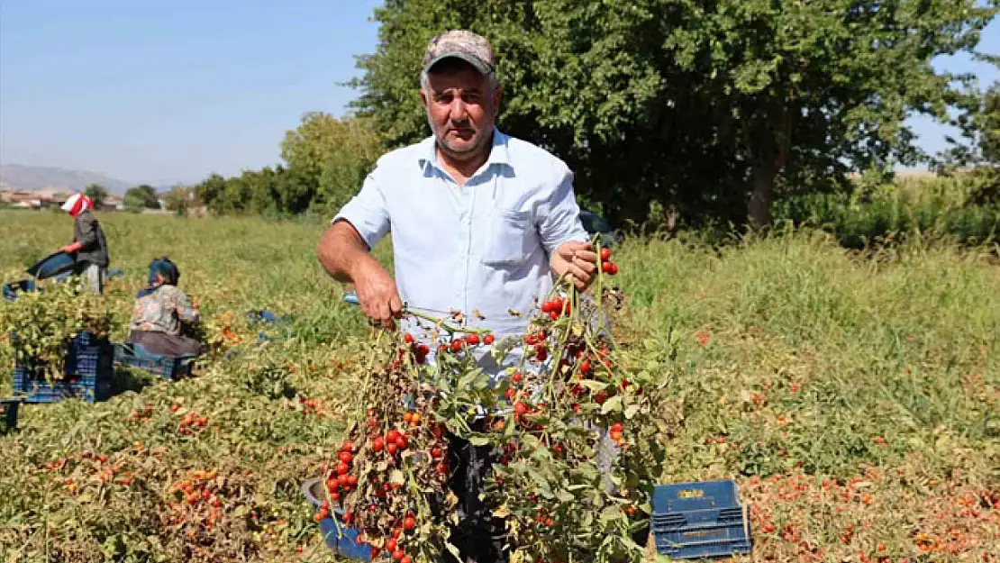 Domateste salçalık üzdü, sofralık ve ihracat sevindirdi