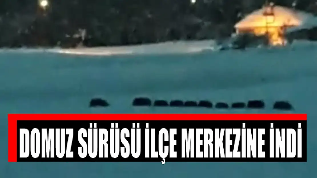 Domuz sürüsü ilçe merkezine indi