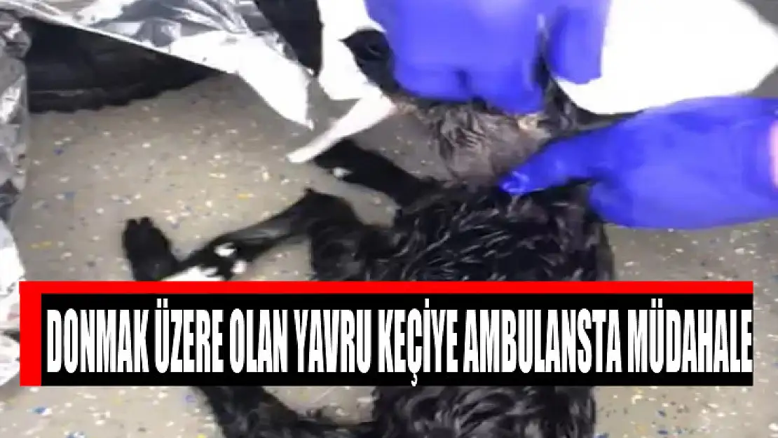 Donmak üzere olan yavru keçiye ambulansta müdahale