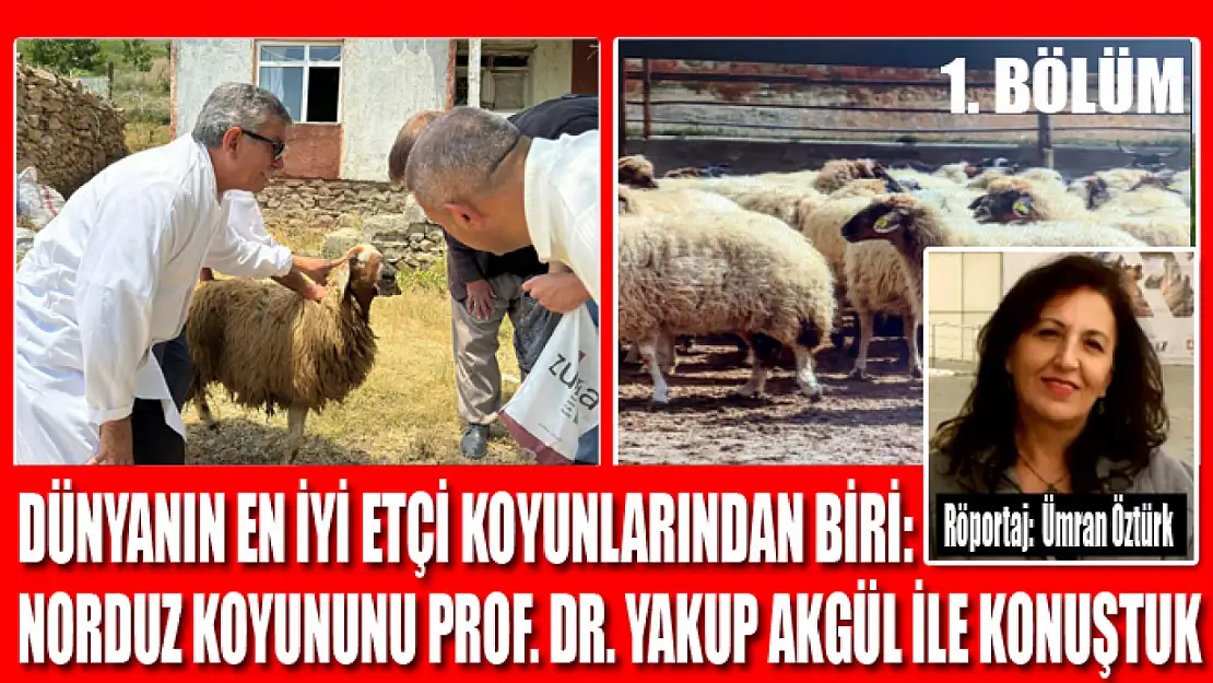 Dünyanın En İyi Etçi Koyunlarından Biri: Norduz Koyununu Prof. Dr. Yakup Akgül ile Konuştuk