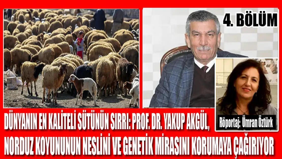 Dünyanın En Kaliteli Sütünün Sırrı: Prof. Dr. Yakup Akgül, Norduz Koyununun Neslini ve Genetik Mirasını Korumaya Çağırıyor